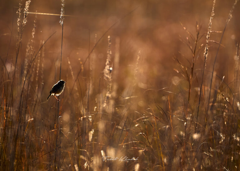 Best Wildlife Photos - Portfolio - Talat Khalid