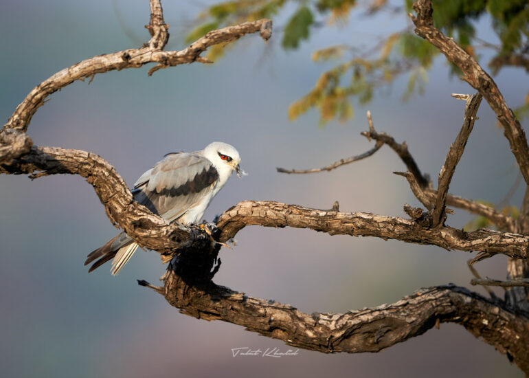 Best Wildlife Photos - Portfolio - Talat Khalid