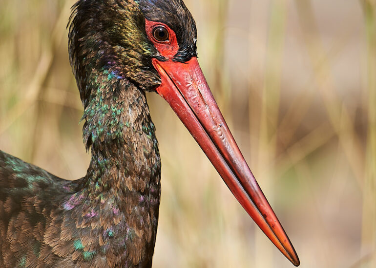 Best Wildlife Photos - Portfolio - Talat Khalid