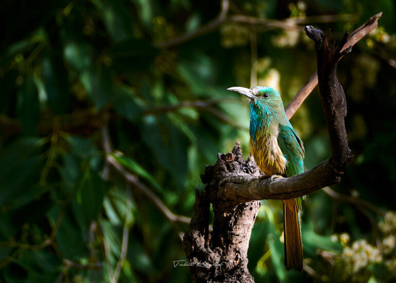 Best Wildlife Photos - Portfolio - Talat Khalid