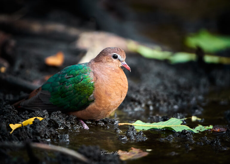 Best Wildlife Photos - Portfolio - Talat Khalid