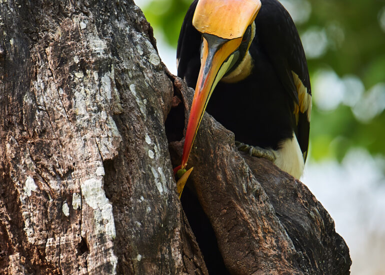 Best Wildlife Photos - Portfolio - Talat Khalid