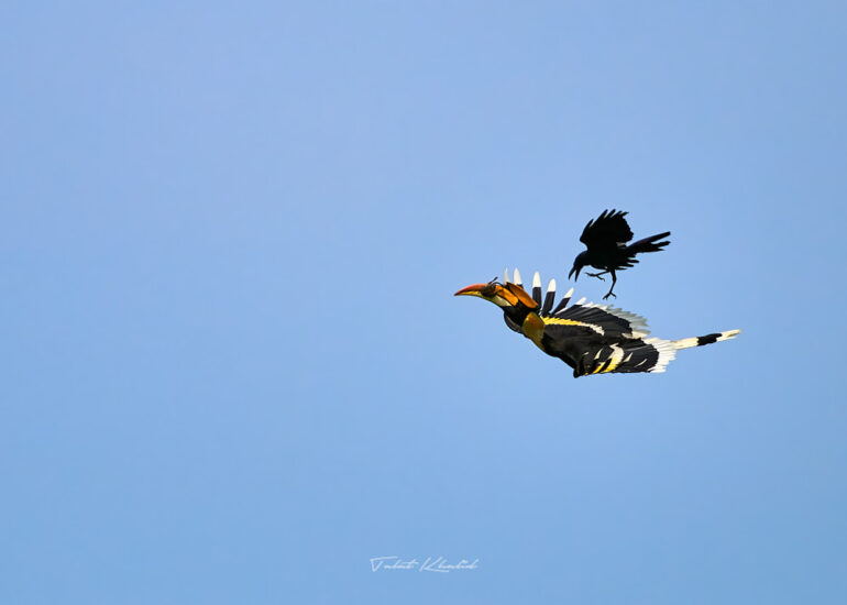 Best Wildlife Photos - Portfolio - Talat Khalid