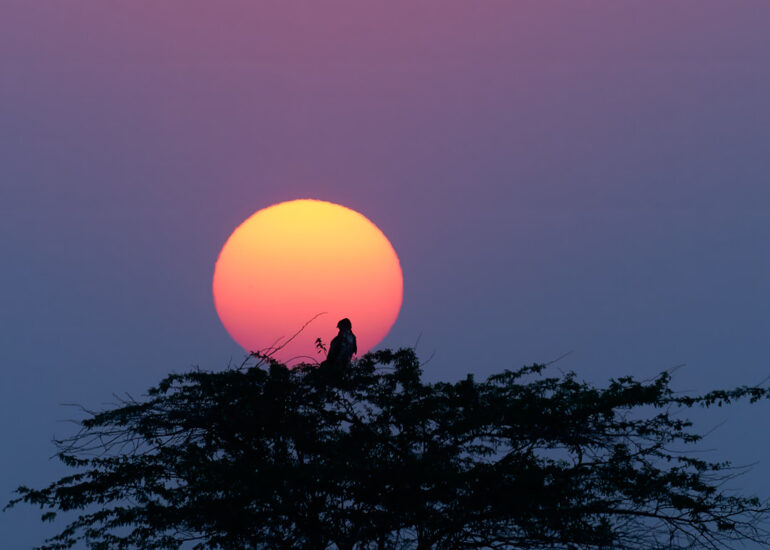 Best Wildlife Photos - Portfolio - Talat Khalid