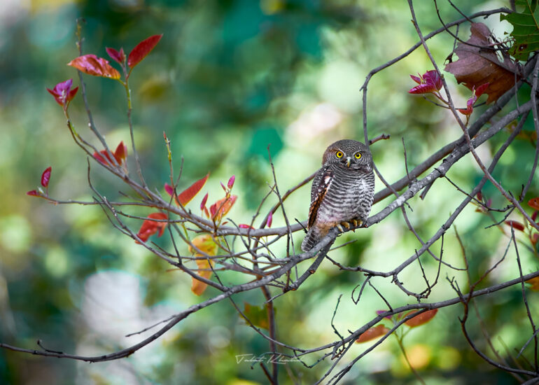 Best Wildlife Photos - Portfolio - Talat Khalid