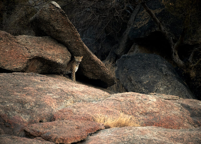 Leopard in Cave in Jawai Bera Village - Talat Khalid Photography