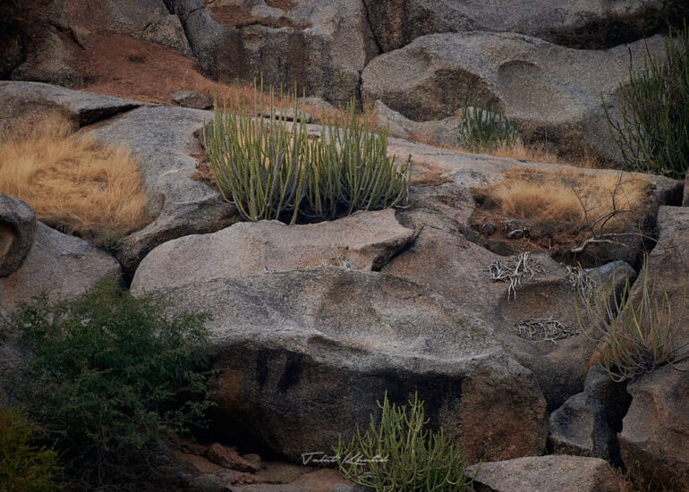 Best Wildlife Photos - Portfolio - Talat Khalid