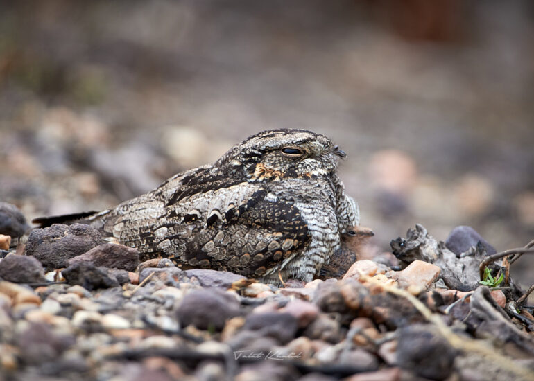 Best Wildlife Photos - Portfolio - Talat Khalid