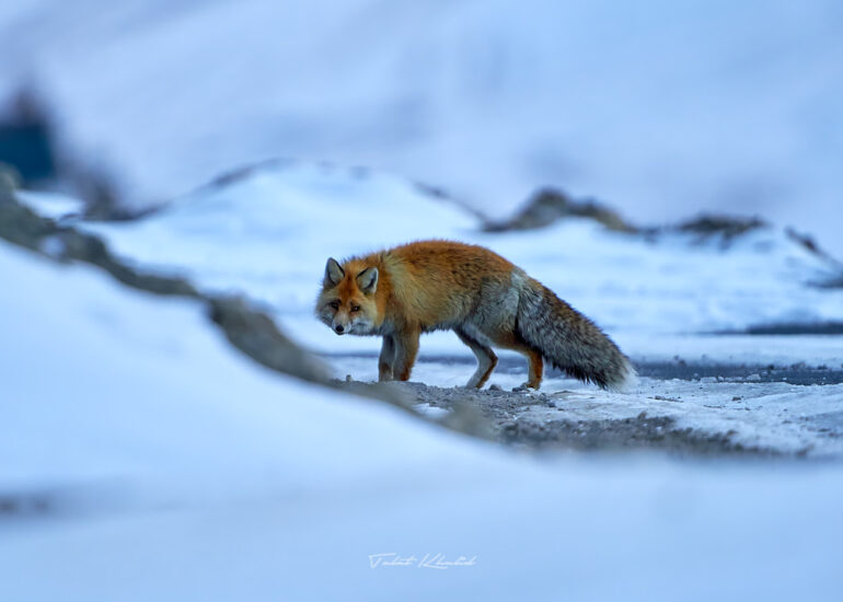 Best Wildlife Photos - Portfolio - Talat Khalid