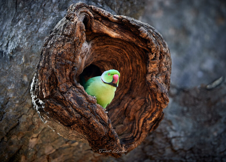 Best Wildlife Photos - Portfolio - Talat Khalid