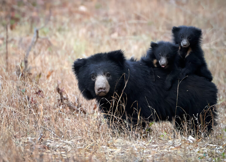Best Wildlife Photos - Portfolio - Talat Khalid