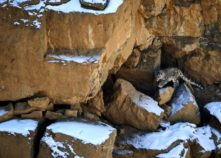 Best Wildlife Photos - Portfolio - Talat Khalid