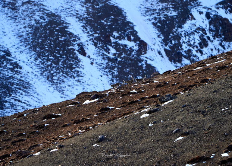 Best Wildlife Photos - Portfolio - Talat Khalid