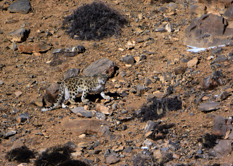 Best Wildlife Photos - Portfolio - Talat Khalid