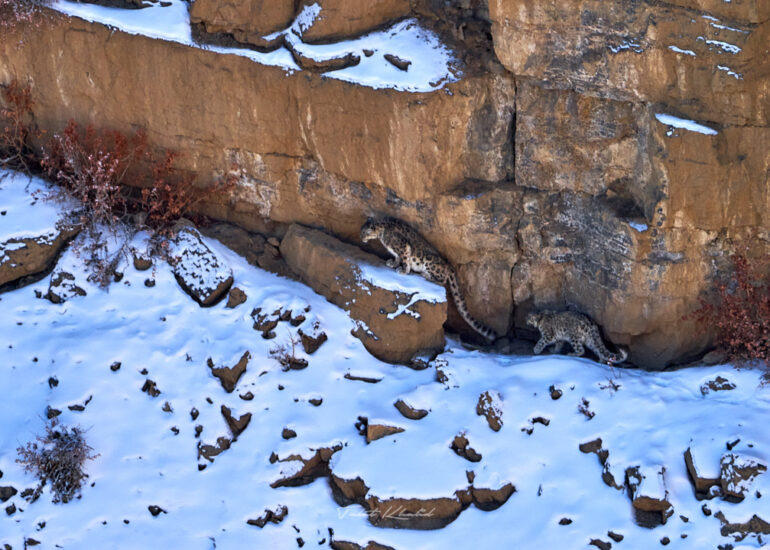 Best Wildlife Photos - Portfolio - Talat Khalid