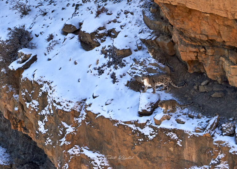 Best Wildlife Photos - Portfolio - Talat Khalid