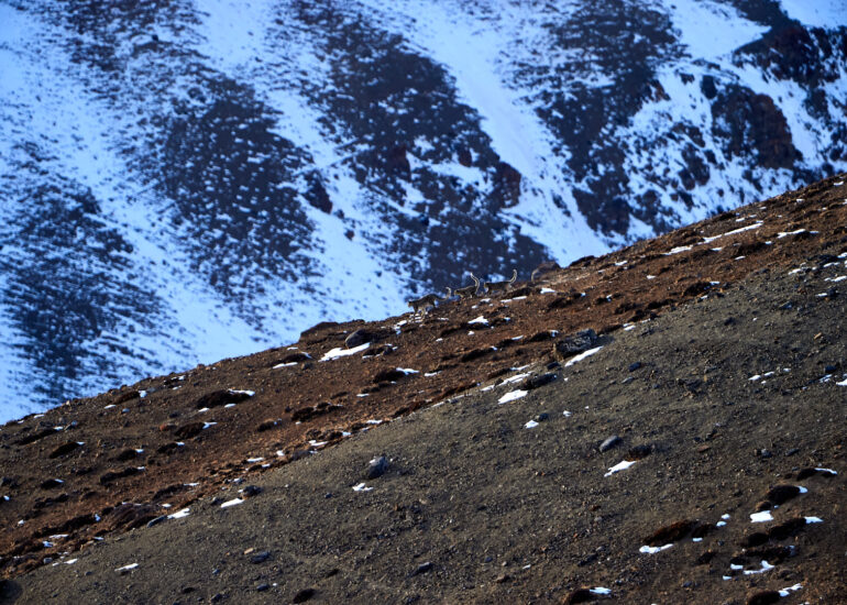 Snow Leopard Family of Mother and Cubs in Kibber Spiti.