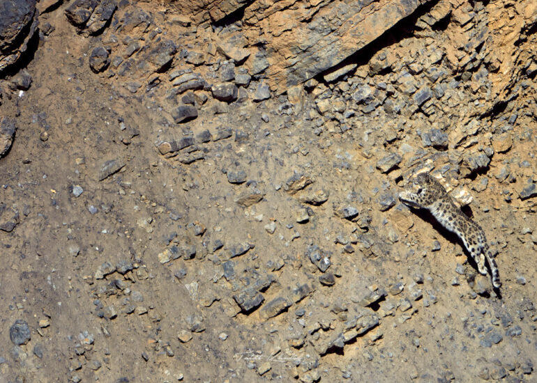 Best Wildlife Photos - Portfolio - Talat Khalid