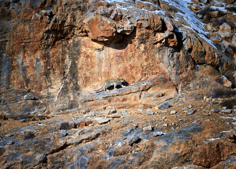 Best Wildlife Photos - Portfolio - Talat Khalid