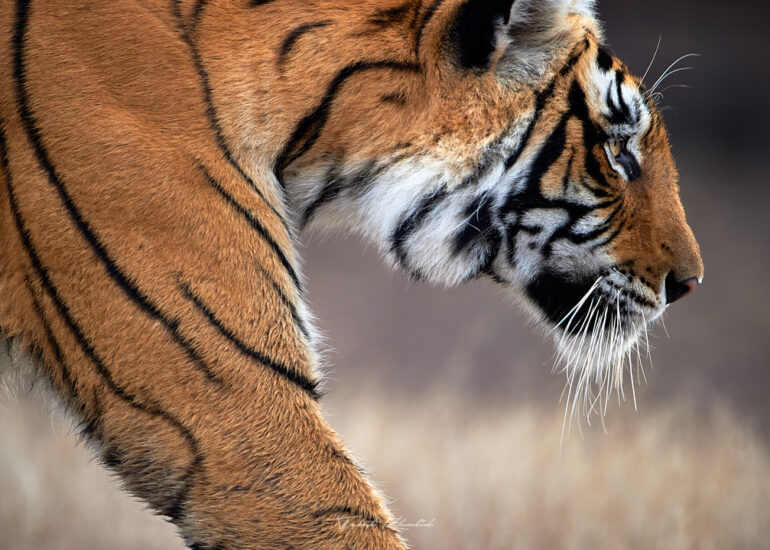 Best Wildlife Photos - Portfolio - Talat Khalid