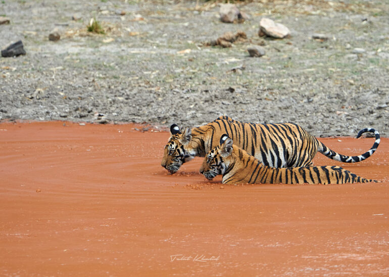 Best Wildlife Photos - Portfolio - Talat Khalid