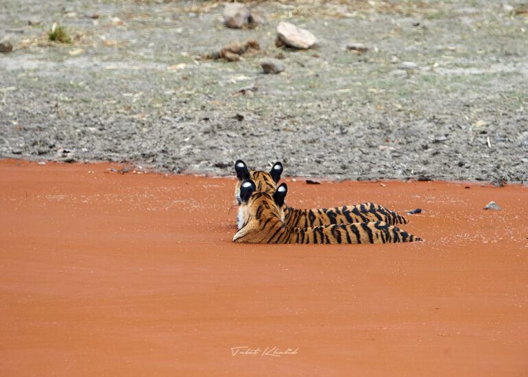 Best Wildlife Photos - Portfolio - Talat Khalid