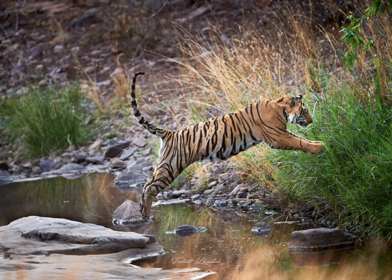 Tiger Jump Water Hole Ranthambore.