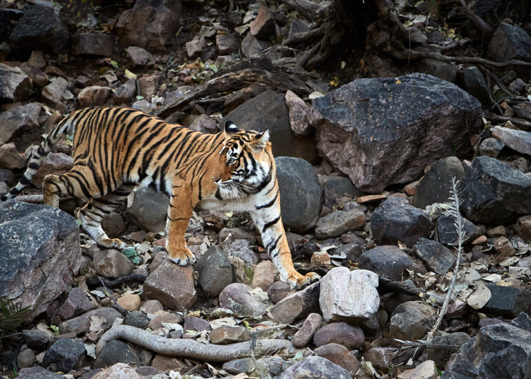 Best Wildlife Photos - Portfolio - Talat Khalid