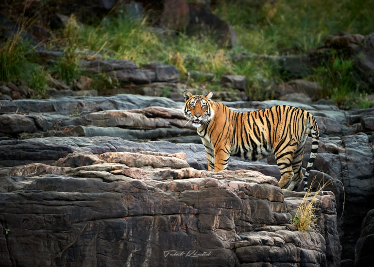 Best Wildlife Photos - Portfolio - Talat Khalid