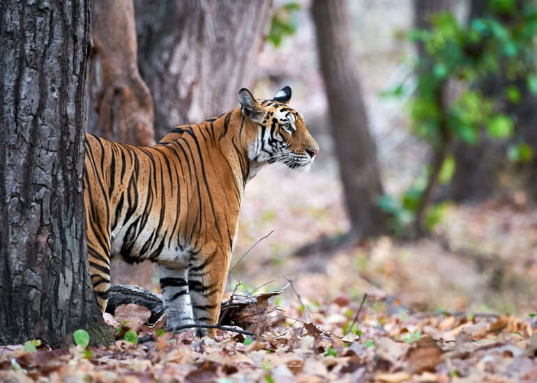 Best Wildlife Photos - Portfolio - Talat Khalid