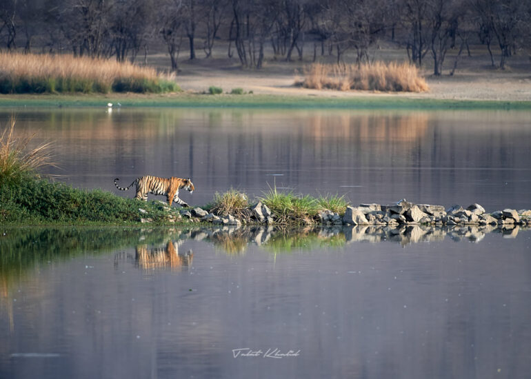 Best Wildlife Photos - Portfolio - Talat Khalid