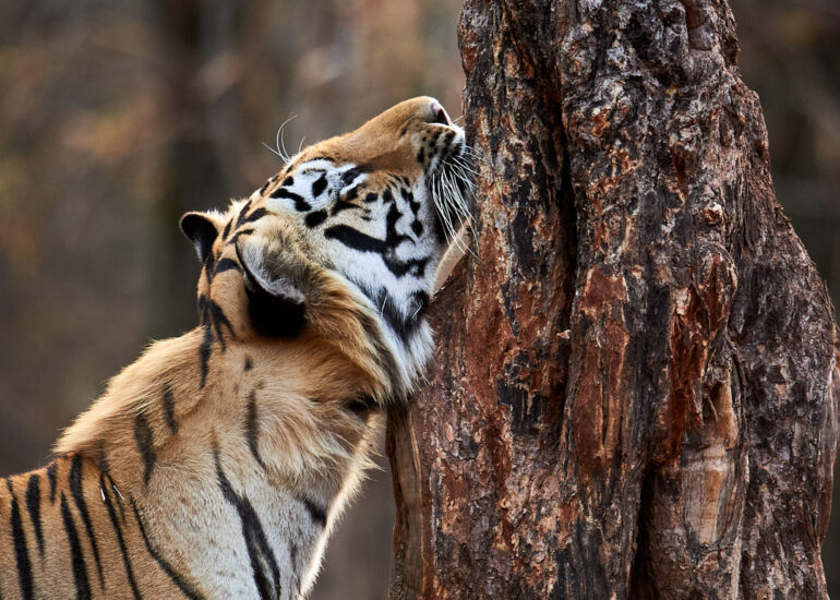 Best Wildlife Photos - Portfolio - Talat Khalid