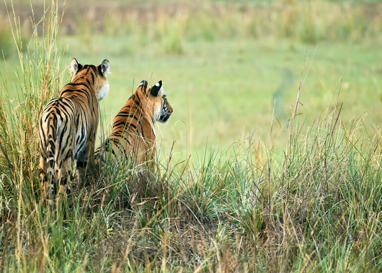 Best Wildlife Photos - Portfolio - Talat Khalid
