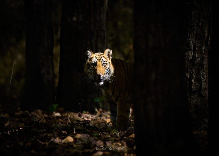 Best Wildlife Photos - Portfolio - Talat Khalid