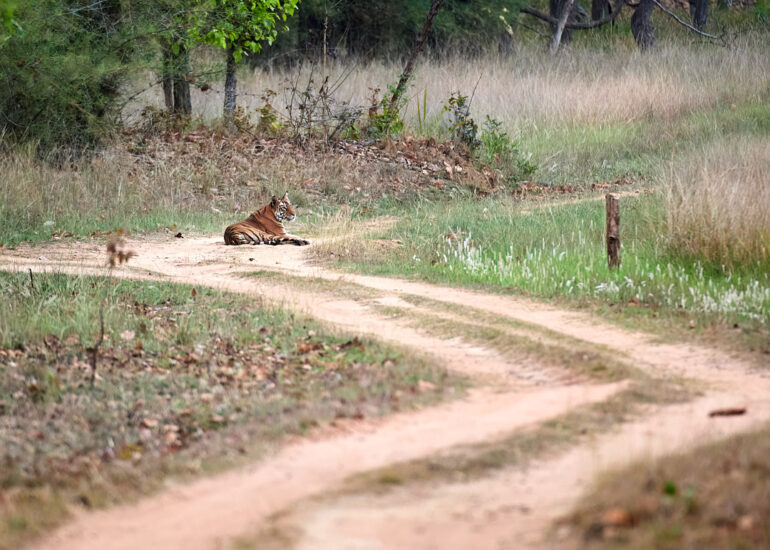 Best Wildlife Photos - Portfolio - Talat Khalid