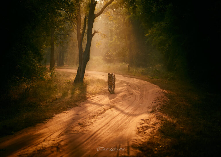 Best Wildlife Photos - Portfolio - Talat Khalid