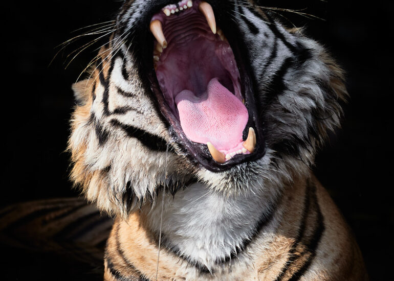 Best Wildlife Photos - Portfolio - Talat Khalid