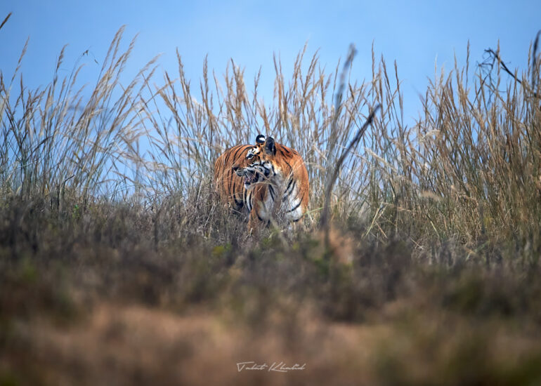 Best Wildlife Photos - Portfolio - Talat Khalid