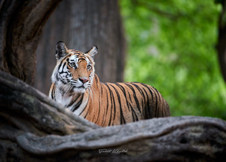 Best Wildlife Photos - Portfolio - Talat Khalid