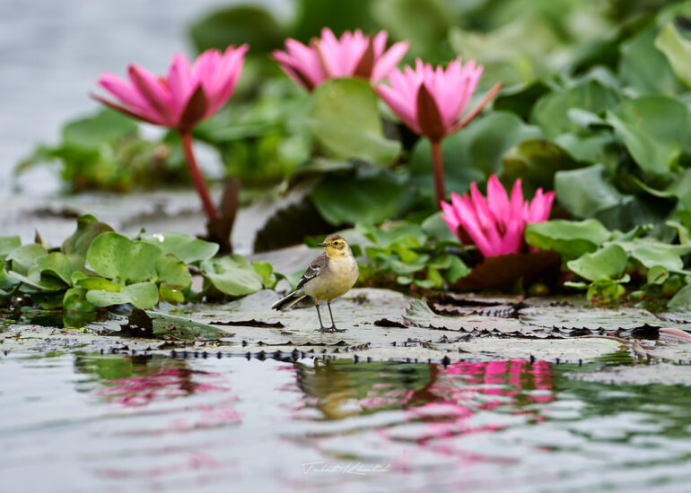 Best Wildlife Photos - Portfolio - Talat Khalid