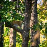 Leopard on Tree in Kanha