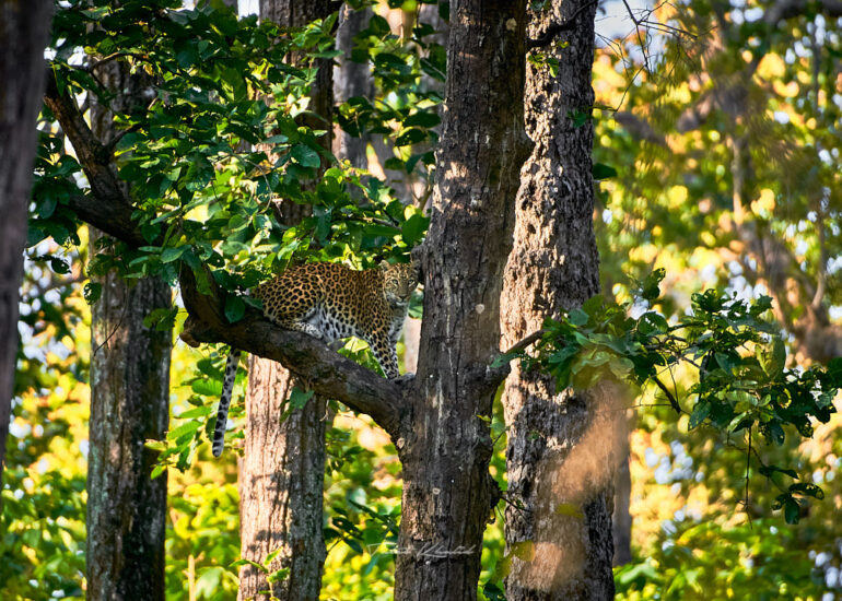 Best Wildlife Photos - Portfolio - Talat Khalid