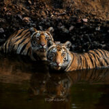 Tiger Siblings in Waterhole in Bandhavgarh