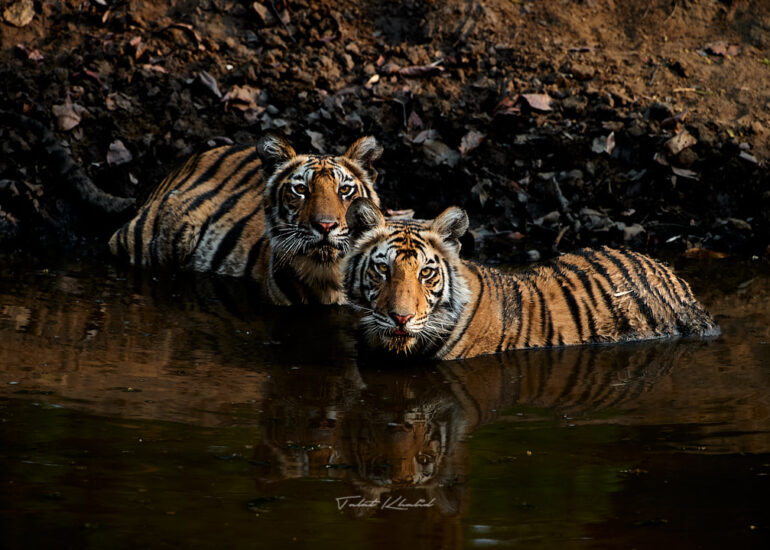 Best Wildlife Photos - Portfolio - Talat Khalid