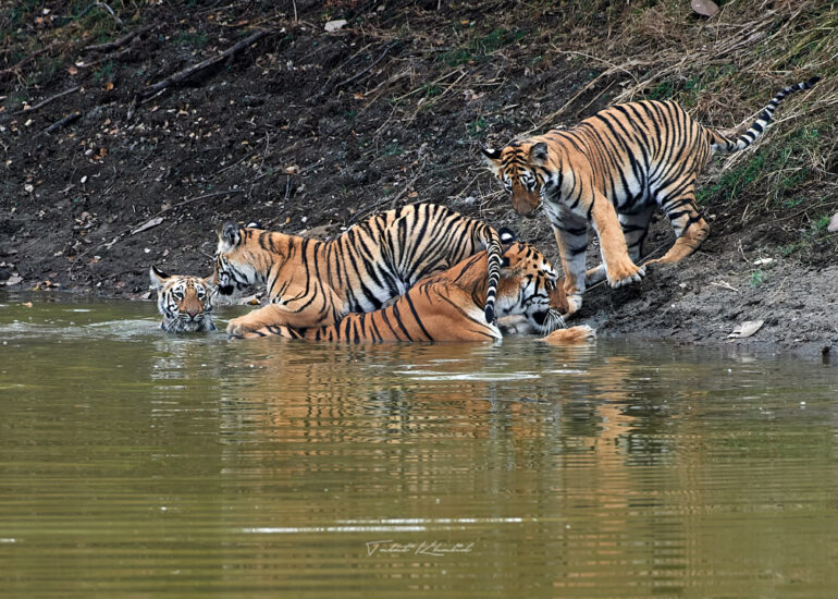 Best Wildlife Photos - Portfolio - Talat Khalid