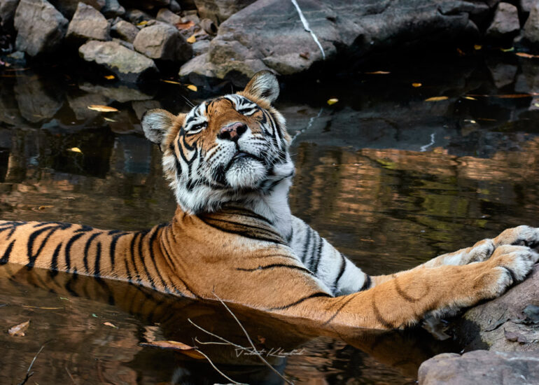 Best Wildlife Photos - Portfolio - Talat Khalid