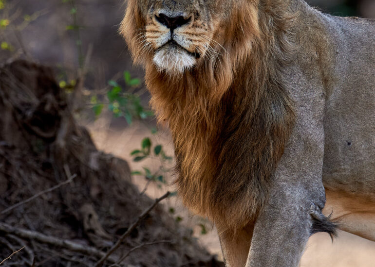 Best Wildlife Photos - Portfolio - Talat Khalid