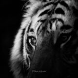 Eye of the Tiger in Kanha National Park