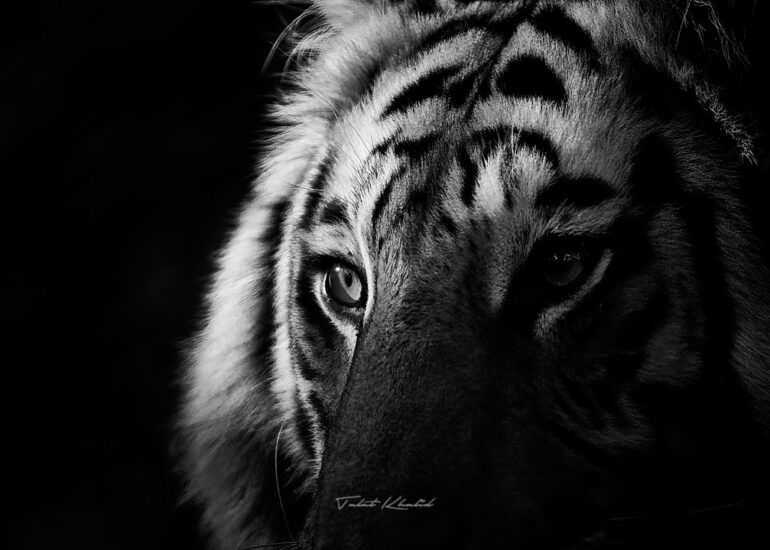 Best Wildlife Photos - Portfolio - Talat Khalid