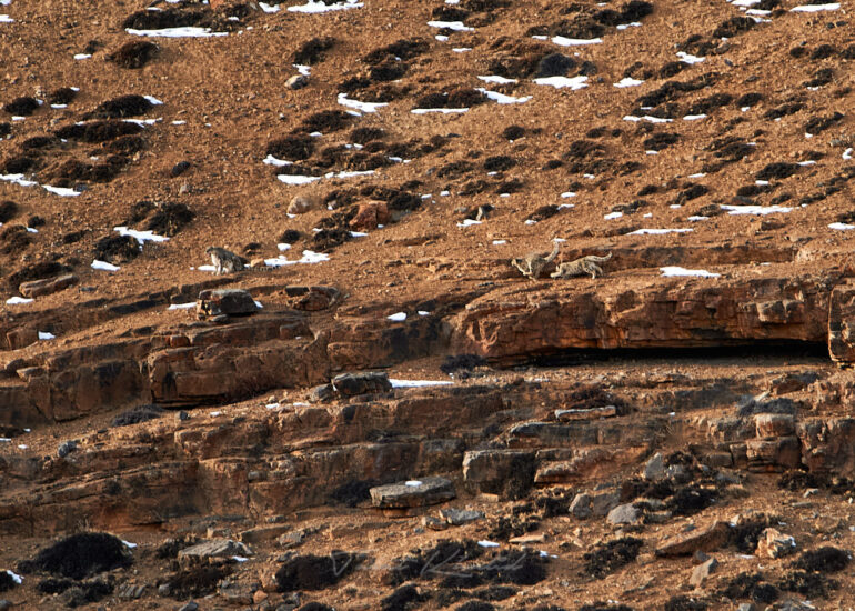 Best Wildlife Photos - Portfolio - Talat Khalid